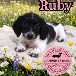 RUBY - Piebald female Dachshund puppy in Columbia, Louisiana from Diamond 5R Ranch AKC & CKC Miniature Dachshunds