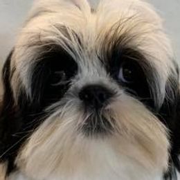 Bearded Collies and Shih Tzus from Lakewood