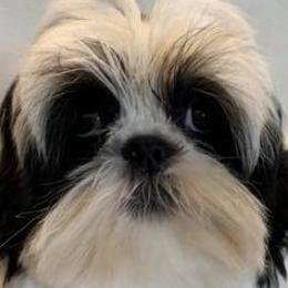 Bearded Collies and Shih Tzus from Lakewood