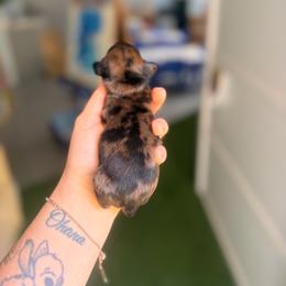 Midnight - Dapple male Dachshund puppy in Winder, Georgia from Southern Drawl Dachshunds