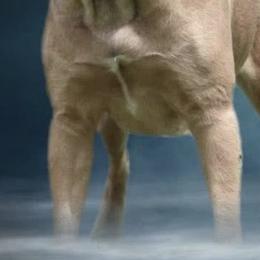 Dasha - Cane Corso