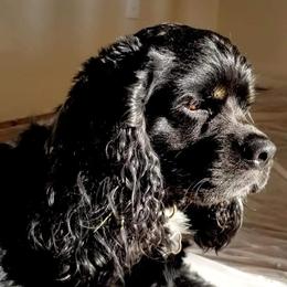 Guppy - Cocker Spaniel
