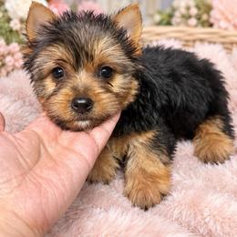 Enchanting Girl - Black and tan female Yorkshire Terrier puppy in Stanton, California from Essence of Grace Yorkies