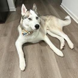 Turner (not at our kennel in Chicago IL) - male Siberian Husky puppy in Bloomfield, Indiana from Paiges lil huskies