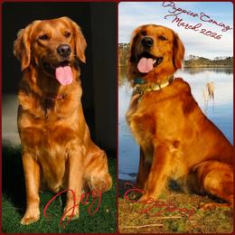 Golden Retriever puppies from Bunn Ranch Goldens & Bernese