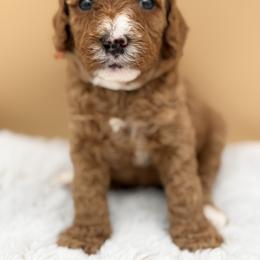 Orange - Red female Australian Labradoodle puppy in Antelope, California from Adorable Labradoodle