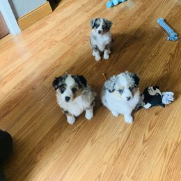 Toy Australian Shepherd Puppies from MN Pomme De Terre Aussies