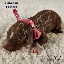 Peaches - Red  female Goldendoodle puppy in Peyton, Colorado from Grace N Faith Doodles