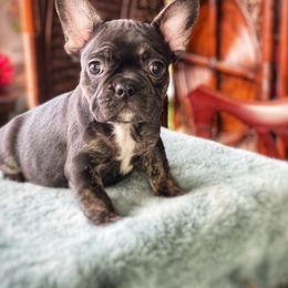 French Bulldog Puppies from Breakfast with Frenchies