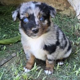 Belle - Blue merle female Australian Shepherd puppy in Harrah, Oklahoma from Whippoorwill Aussies of Oklahoma