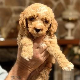 Ranger - Red male Bernedoodle puppy in Milton, Florida from Sutton Place Doodles