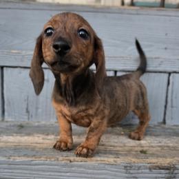Blaze - Brindle male Dachshund puppy in Atwater, Ohio from Ivy Willow Dachshunds
