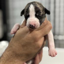 Grace - White and fawn brindle female Whippet puppy in Winter Garden, Florida from Infinity Whippets