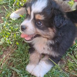 Toy Australian Shepherd Puppies from Honeybee Haven's Toy Aussies