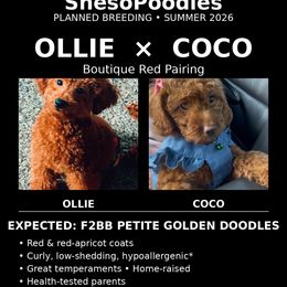 Boy 2 - Red  male Poodle puppy in Fairburn, Georgia from ShesoPoodles