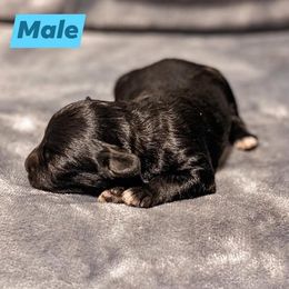 Aussiedoodle Puppies from Kce Ranch Aussiedoodles