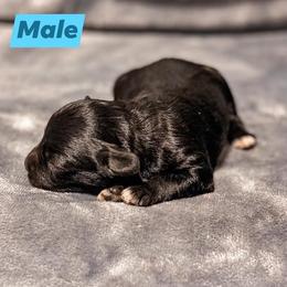 Aussiedoodle Puppies from Kce Ranch Aussiedoodles