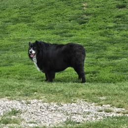 Willow - Black & white female Miniature Australian Shepherd puppy in Owensboro, Kentucky from JnT's Bluegrass Mini Aussies