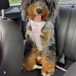 Stassi - Bernedoodle
