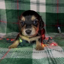 Jolly - Black and cream male Dachshund puppy in Poteau, Oklahoma from Sisters Dazzling Dachshunds