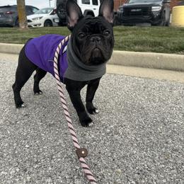 French Bulldog puppies from Poppy’s Frenchies