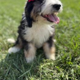 Bernedoodle, Dachshund, Goldendoodle, and Sheepadoodle Puppies from Doodles & Doxies