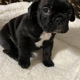 French Bulldog and Golden Retriever Puppies from KY Doodle Bears LLC