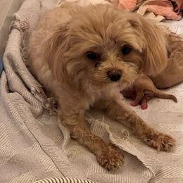 Pipper - Maltipoo