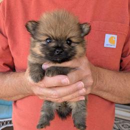 L - Orange sable female Pomeranian puppy in Cocoa, Florida from Pom Coast Pomeranians