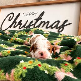 Rose A.K.A Minnie Mouse - Blenheim female Cavalier King Charles Spaniel puppy in Tolleson, Arizona from Pixie Dust Cavaliers