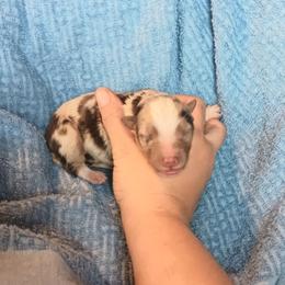 Boy 6 - Red merle male Australian Shepherd puppy in Sultan, Washington from Van Huitt Australian Shepherds