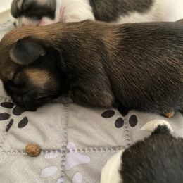 King - Brindle male Shih Tzu puppy in Memphis, Tennessee from Lady and the Tramp