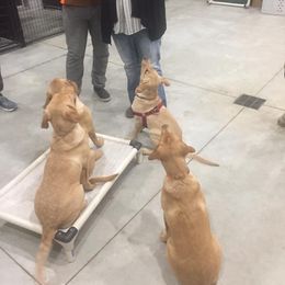 Labrador Retriever Puppies from Peach's Pup Palace