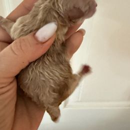 Girl - Red female Maltipoo puppy in California from Yorkie & Maltese Royalty