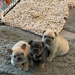 French Bulldog Puppies from Foster Lake Frenchies