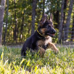 German Shepherd Puppies from 501 Shepherds