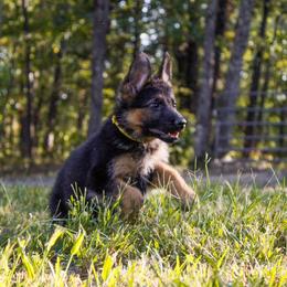 German Shepherd Puppies from 501 Shepherds