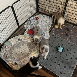 Collie and Yorkshire Terrier Puppies from Jolly Collies & Kingdom Elite Yorkshire Terriers