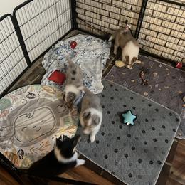 Collie and Yorkshire Terrier Puppies from Jolly Collies & Kingdom Elite Yorkshire Terriers