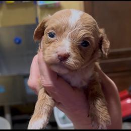 Loretta - Apricot female Aussiedoodle puppy in Hickory Grove, South Carolina from Oopsie Doodles