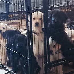 Golden Retriever and Labrador Retriever Puppies from Harvest Moon Farms