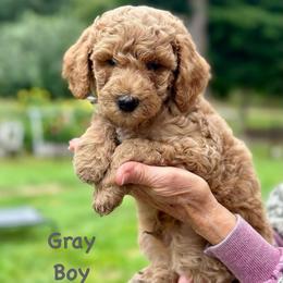 Gray Boy - Cream male Goldendoodle puppy in Kitsap County, Washington from Amazing Grace Doodles