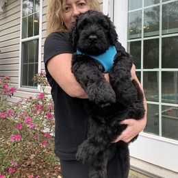 Black Russian Terrier and Cavalier King Charles Spaniel Puppies from Ocean Gem & Guardian Bears