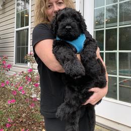 Black Russian Terrier and Cavalier King Charles Spaniel Puppies from Ocean Gem & Guardian Bears