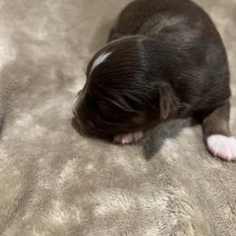 Violet - Red tri female Toy Australian Shepherd puppy in Miami, Oklahoma from HighEnd Aussies