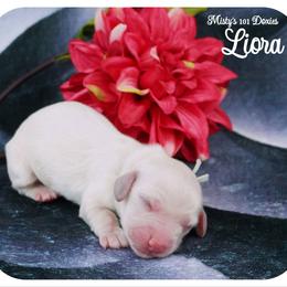 LIORA - AKC - Cream female Dachshund puppy in Graceville, Florida from Misty's 101 Doxies