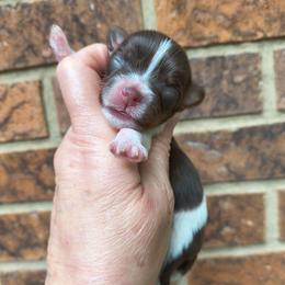 Female 2 - Chocolate, tan and white female Yorkshire Terrier puppy in Georgia from Berggipfel Yorkies