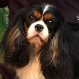 Bernese Mountain Dogs, Cavalier King Charles Spaniels, and Golden Retrievers from Red Sky Goldens, Bernese, and Cavaliers