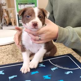 Boy 2 Green Collar - White and red male Border Collie puppy in Shelbyville, Tennessee from C Horns Ranch Border Collies