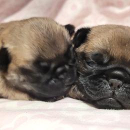 Boy 3 - Fawn male Pug puppy in Humble, Texas from Rick Barrera Pugs